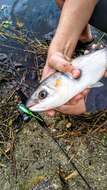 Image of Blueback Mullet