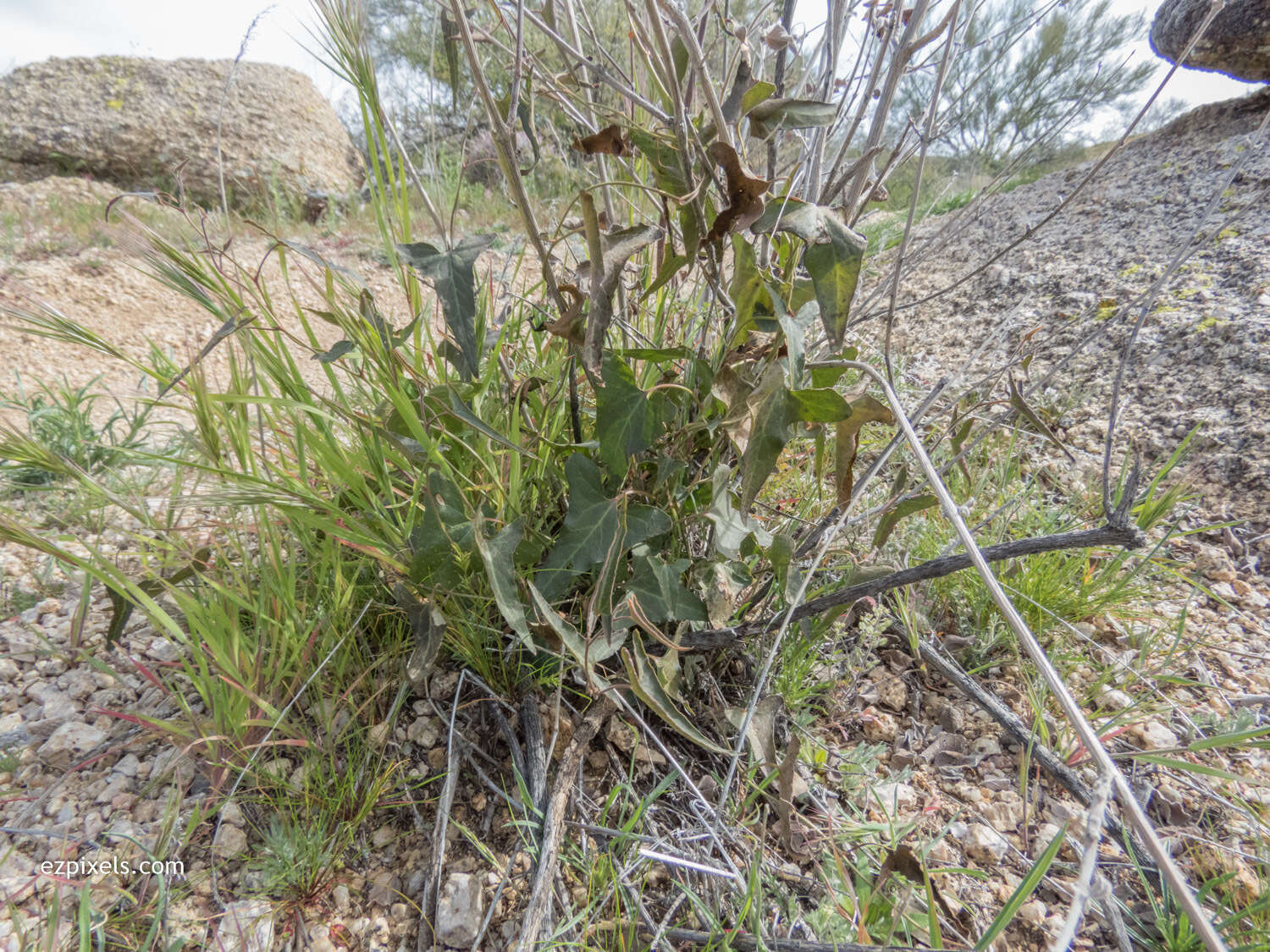 Image of Watson's dutchman's pipe