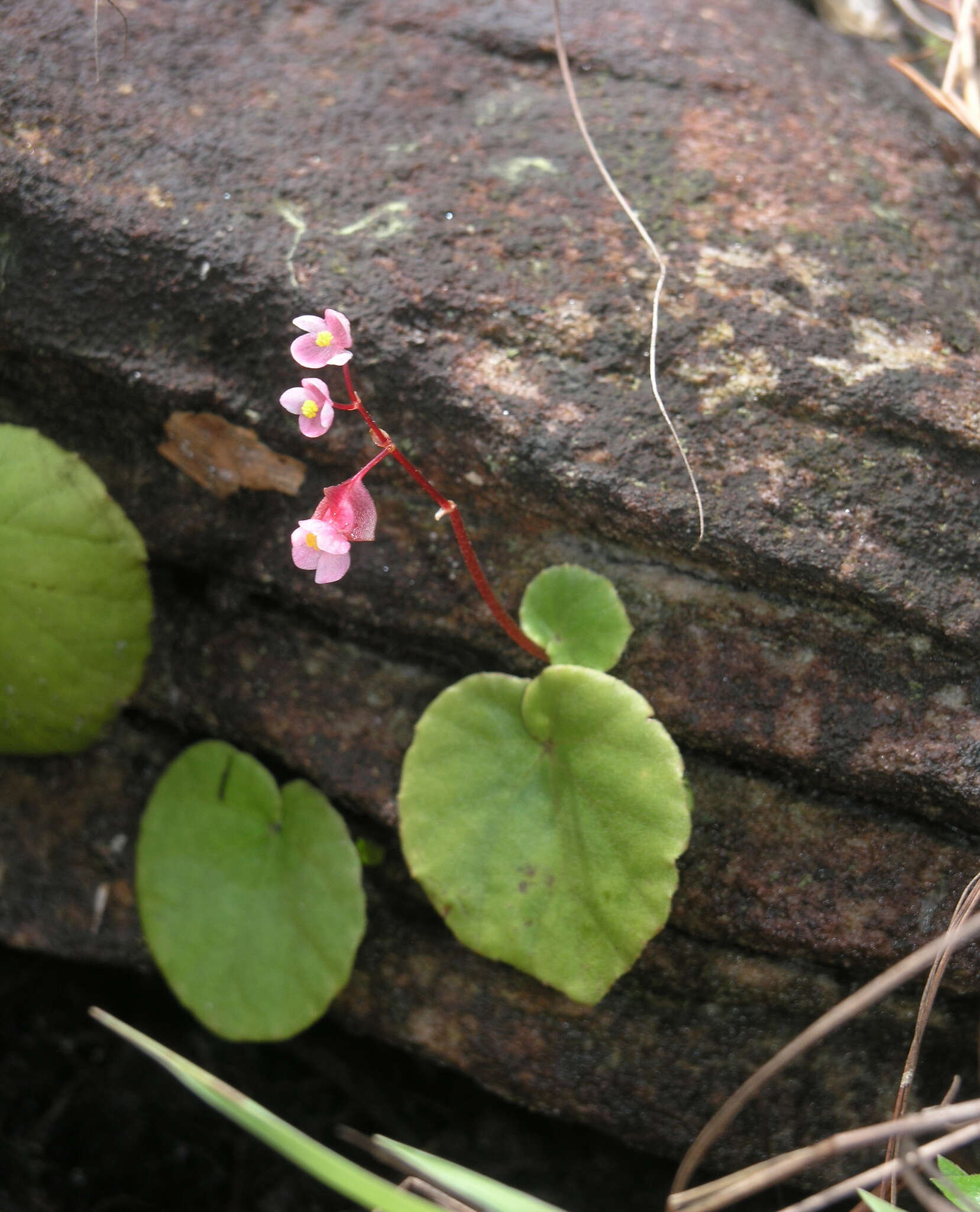 Image of Begonia sinuata Wall. ex Meisn.