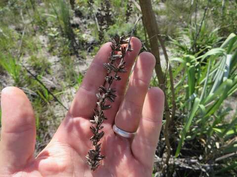 Image of Cottendorfia florida Schult. & Schult. fil.