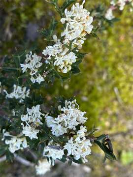 Image of Grevillea trifida (R. Br.) Meissner