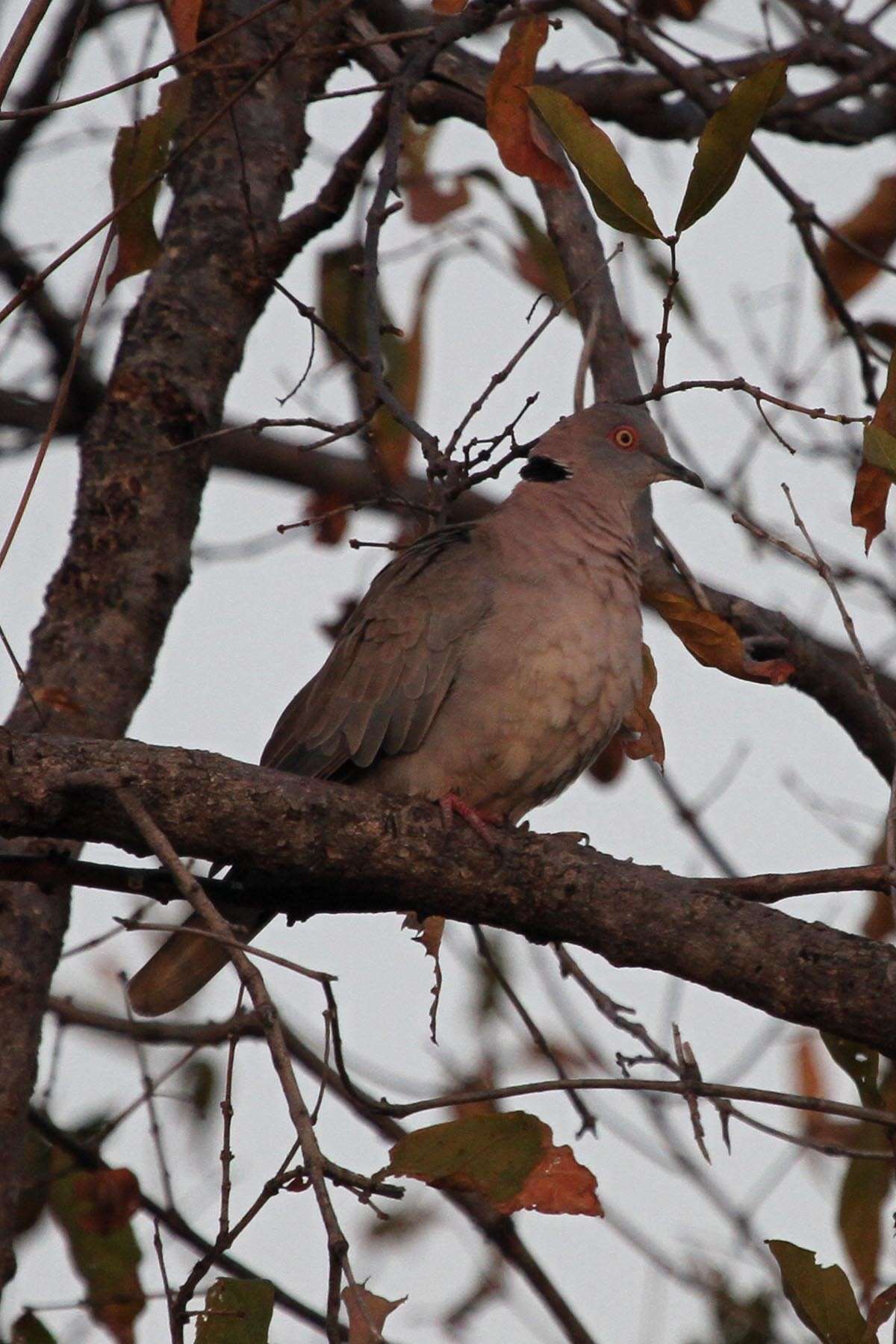 Image of African Mourning Dove