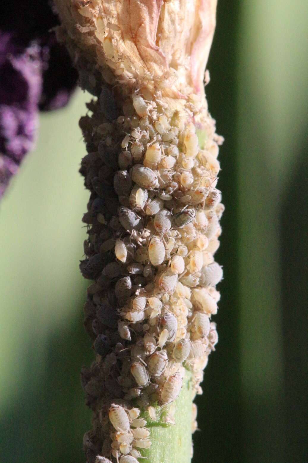 Image of Aphid