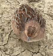 Image of Little Button-quail