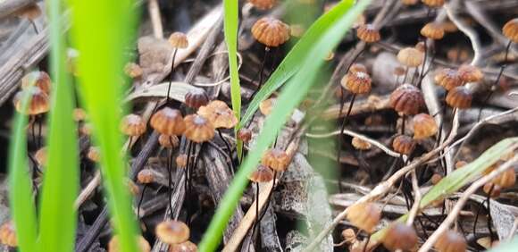 Image of Cryptomarasmius corbariensis (Roum.) T. S. Jenkinson & Desjardin 2014