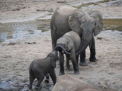 Image of African forest elephant