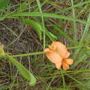 Image of <i>Tephrosia <i>elongata</i></i> var. elongata