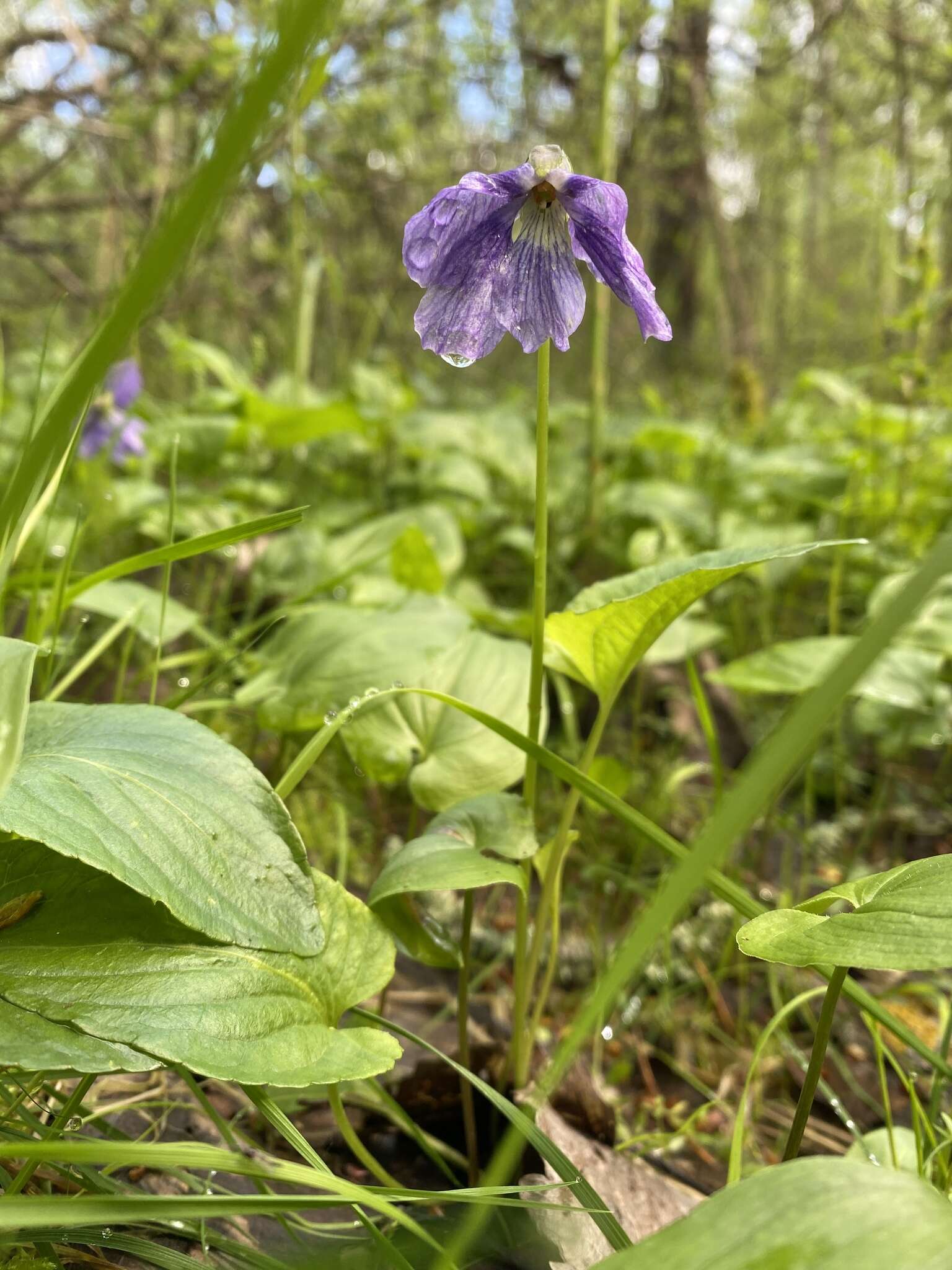 Image of Viola uliginosa Besser