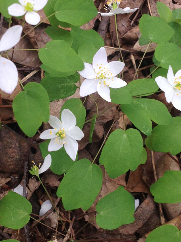 Image of Rue-Anemone