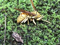 Image of Wasp