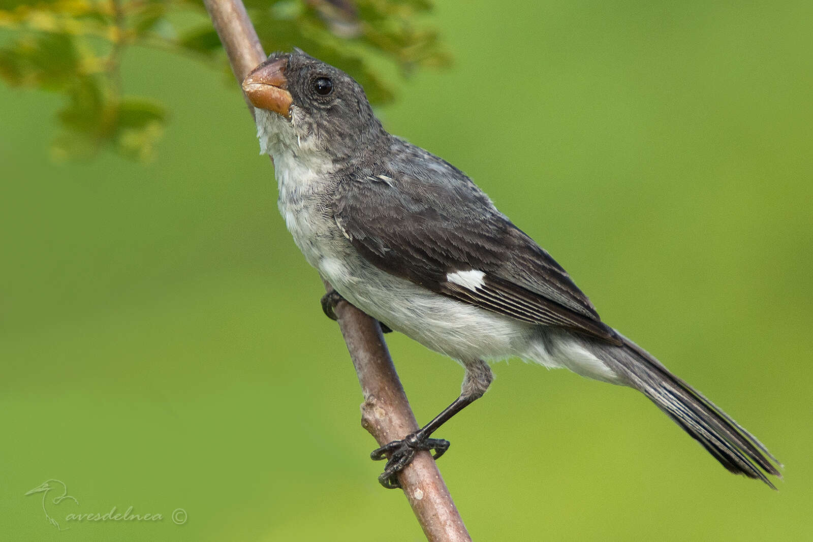 Sporophila leucoptera (Vieillot 1817) resmi