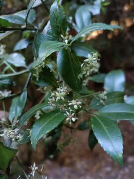 Image of Euonymus spraguei Hayata