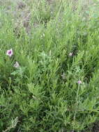 Image of Ipomoea oenotheroides (L. fil.) A. Meeuse & Welman