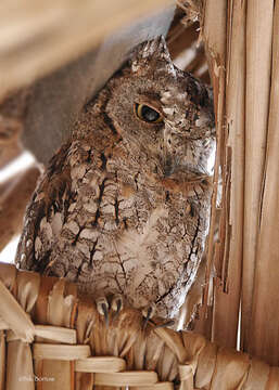 Image of African Scops Owl