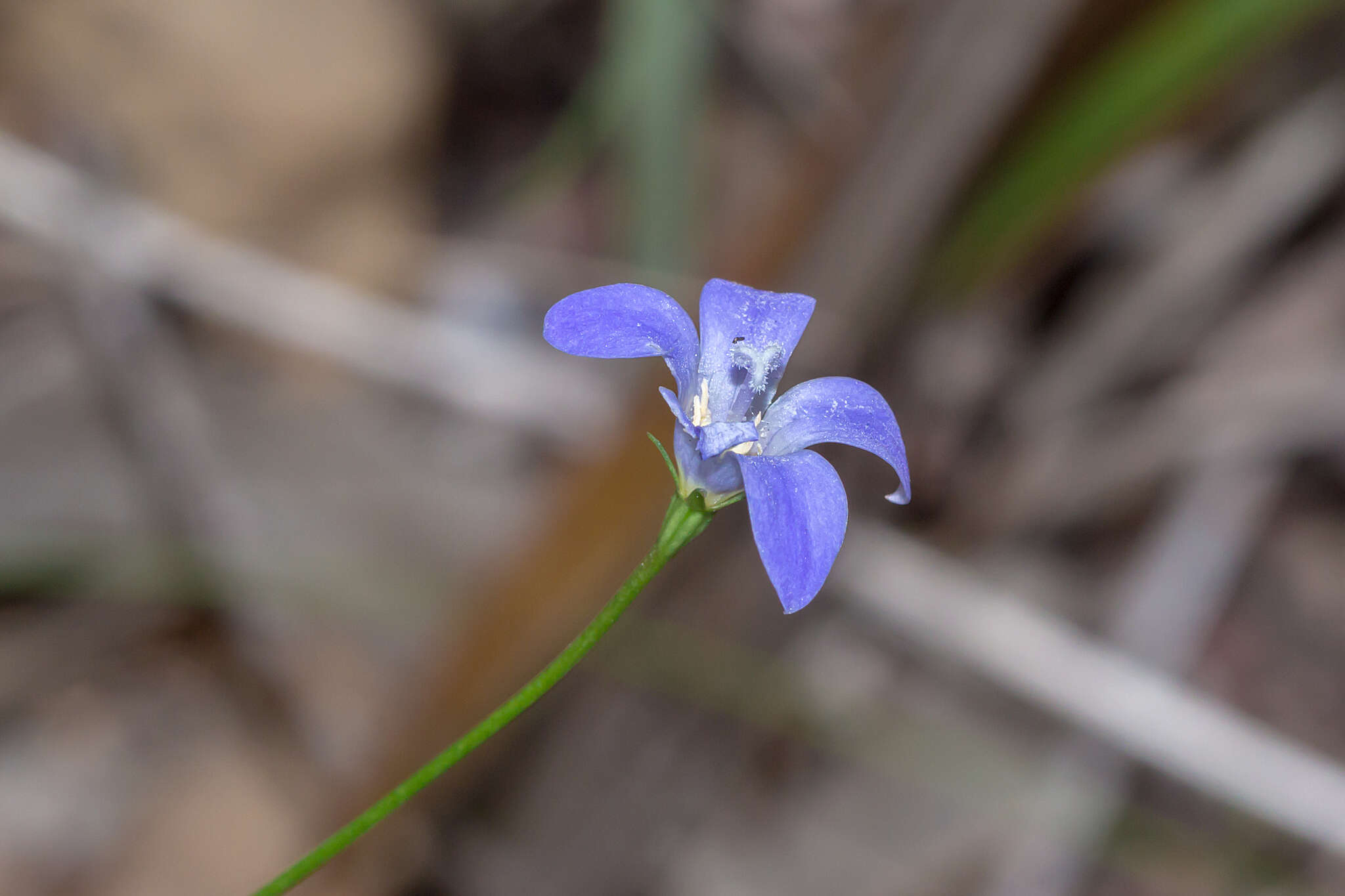 Wahlenbergia capillaris (G. Lodd.) G. Don resmi