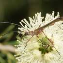 Image of Enchoptera apicalis Saunders 1850