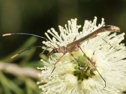 Image of Enchoptera apicalis Saunders 1850