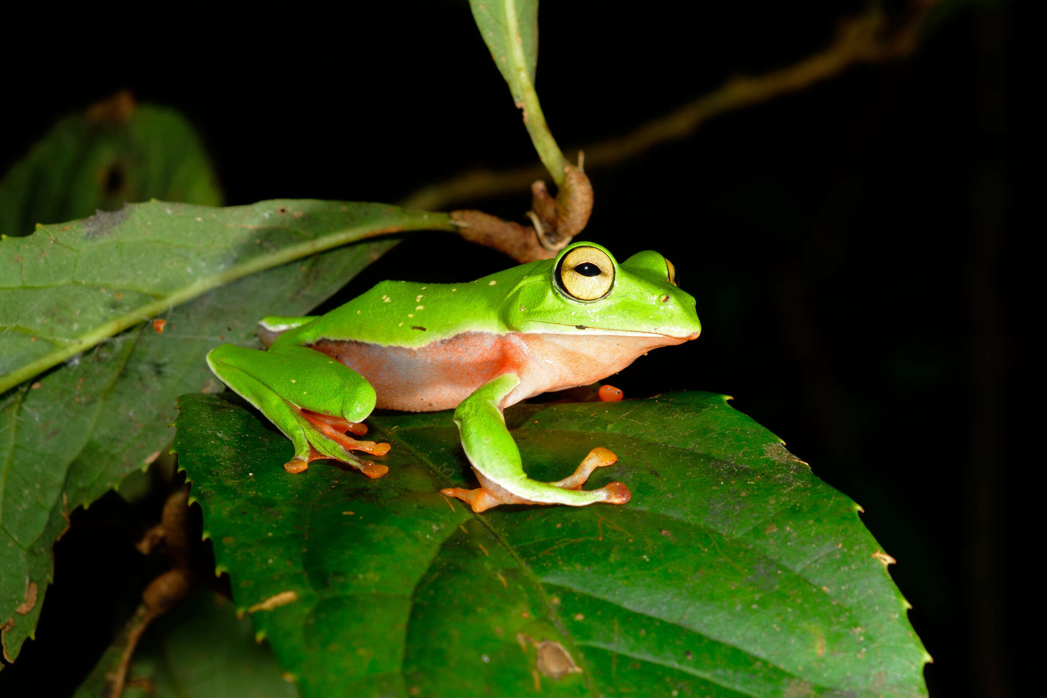 Image of Zhangixalus aurantiventris (Lue, Lai & Chen 1994)