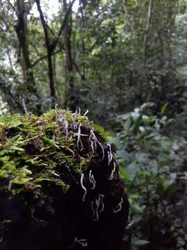 Image of Xylaria multiplex (Kunze) Fr. 1851