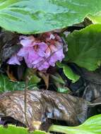 Image of Bergenia schmidtii (Regel) Silva Tar.