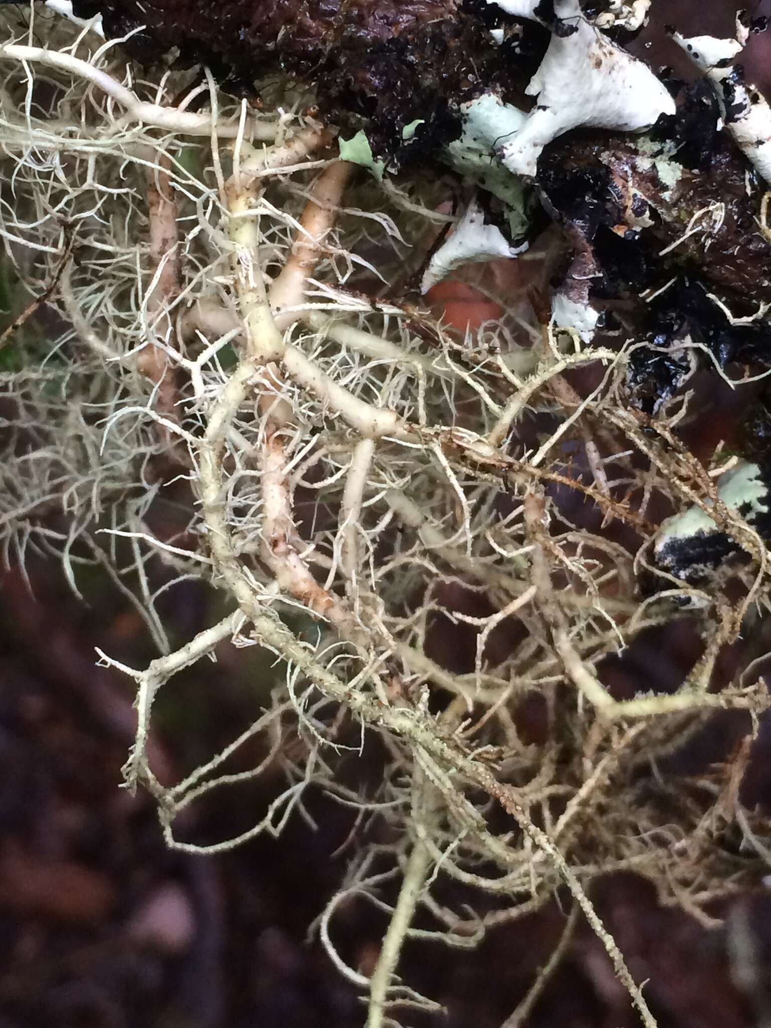 Image of Inflated Beard Lichen