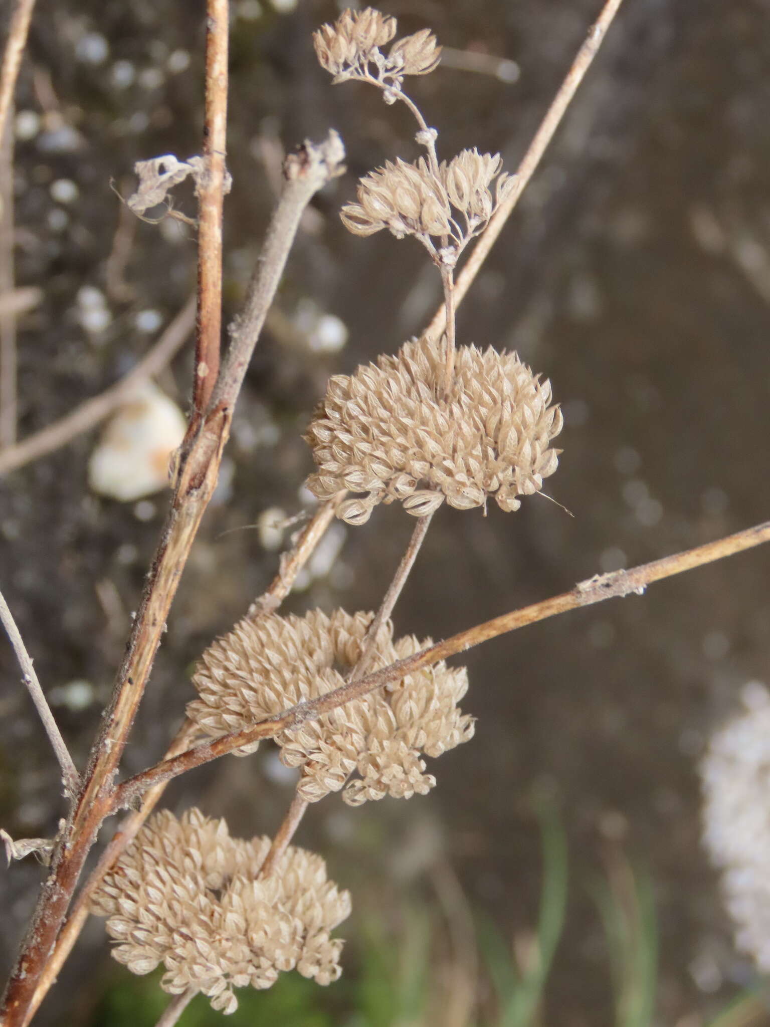 Image of Caryopteris incana (Thunb. ex Houtt.) Miq.