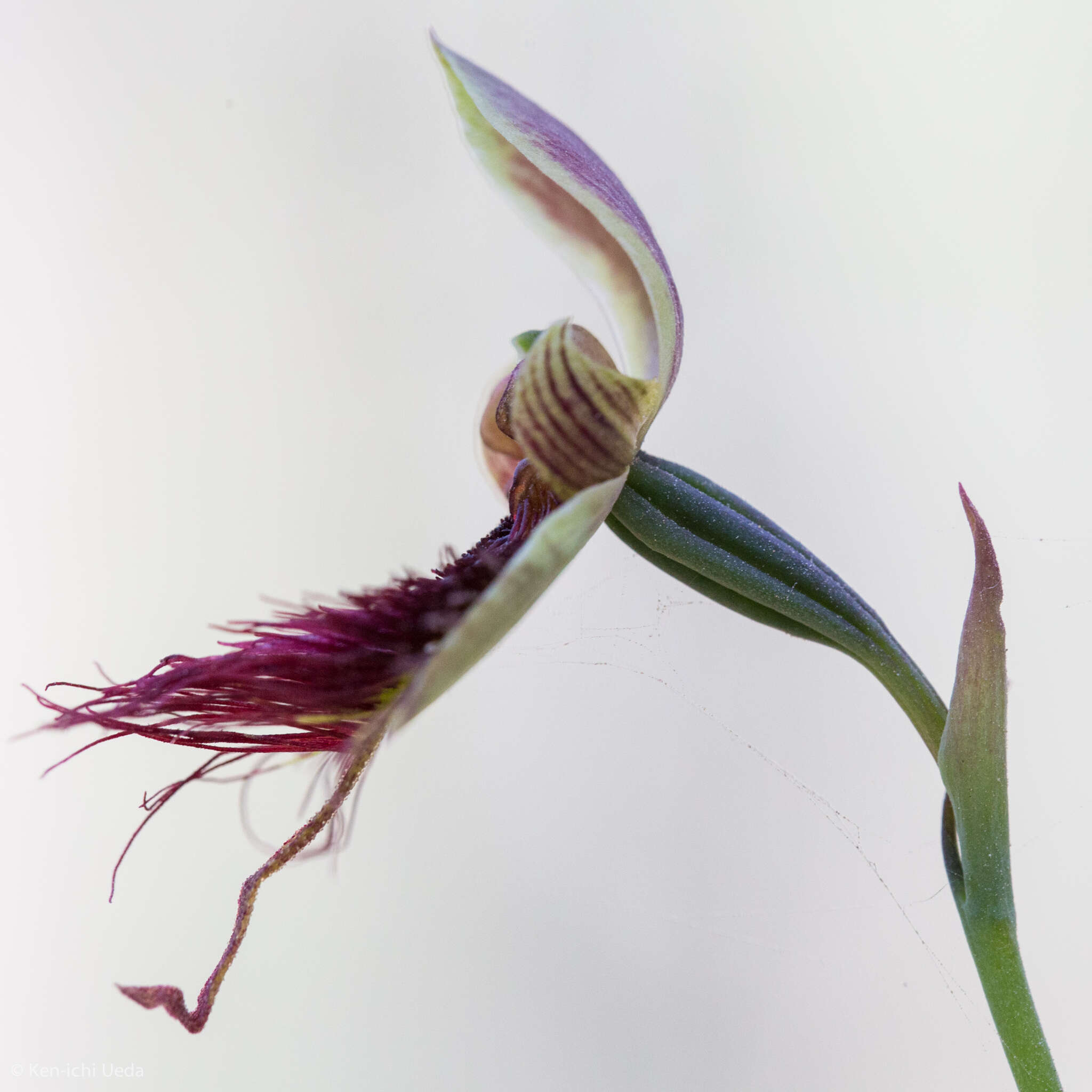 Calochilus paludosus R. Br.的圖片