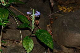 Eranthemum roseum (Vahl) R. Br. resmi