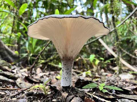 Image of Lentinus tuber-regium (Fr.) Fr. 1836