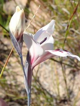 Imagem de Gladiolus debilis Ker Gawl.