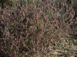 Image of Heller's bird's-beak