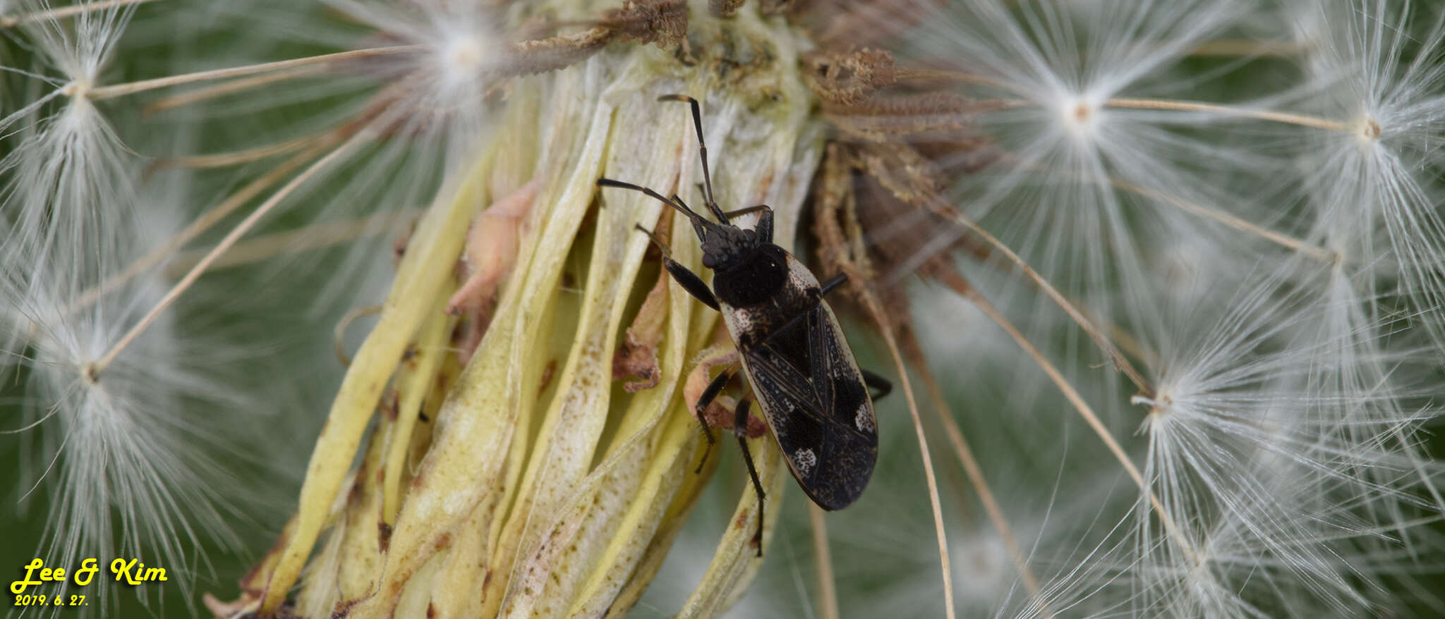 Image of <i>Panaorus albomaculatus</i>