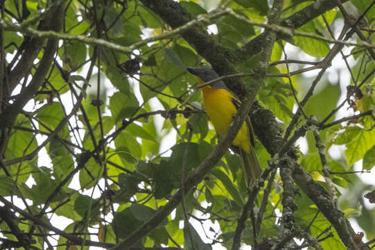 Image of Lagden's Bush Shrike