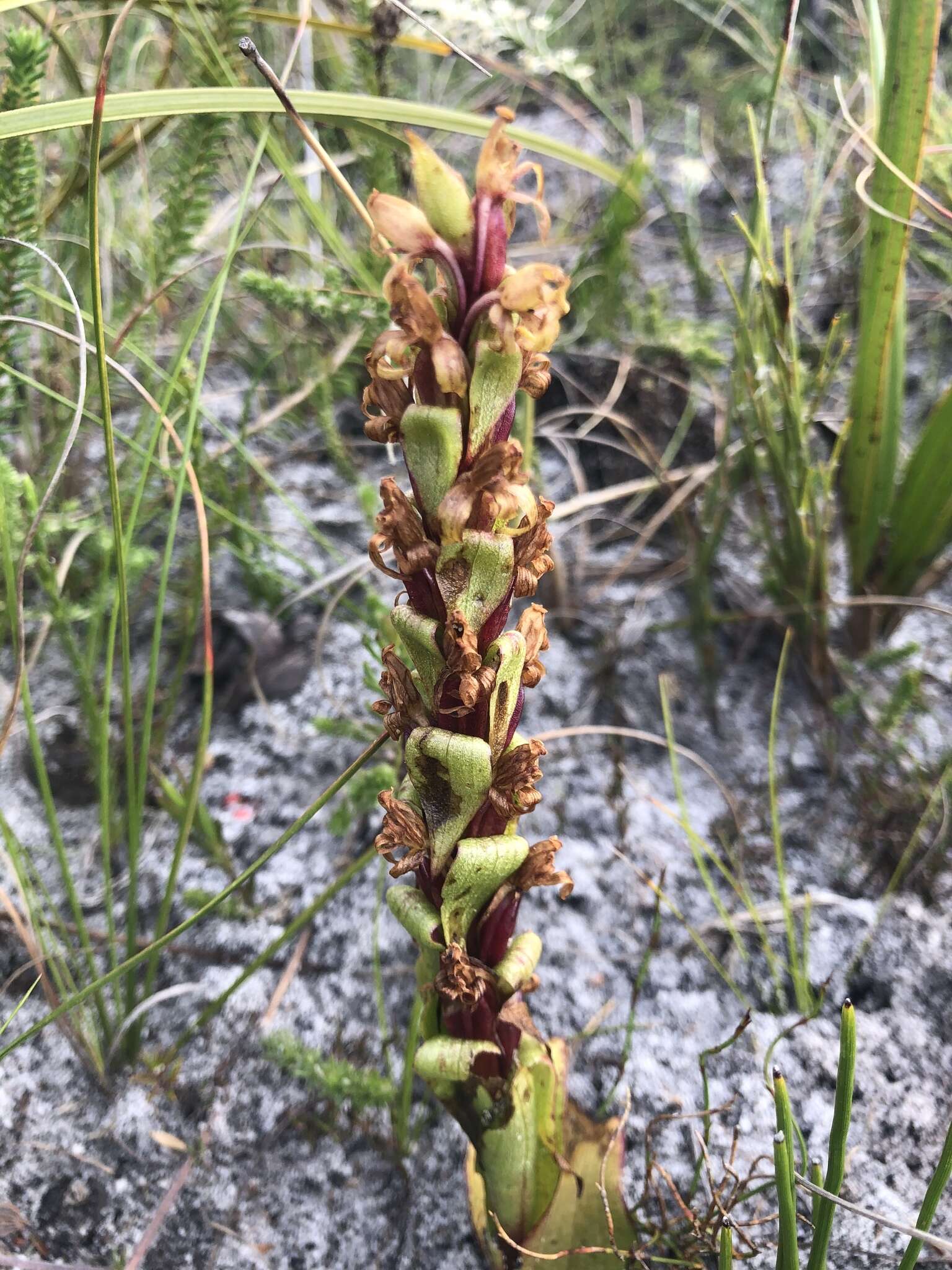 Image of Satyrium lupulinum Lindl.