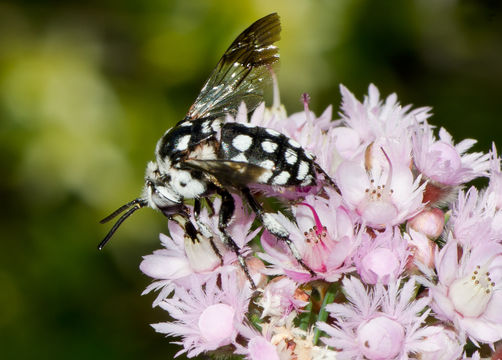 Image of Domino cuckoo bee