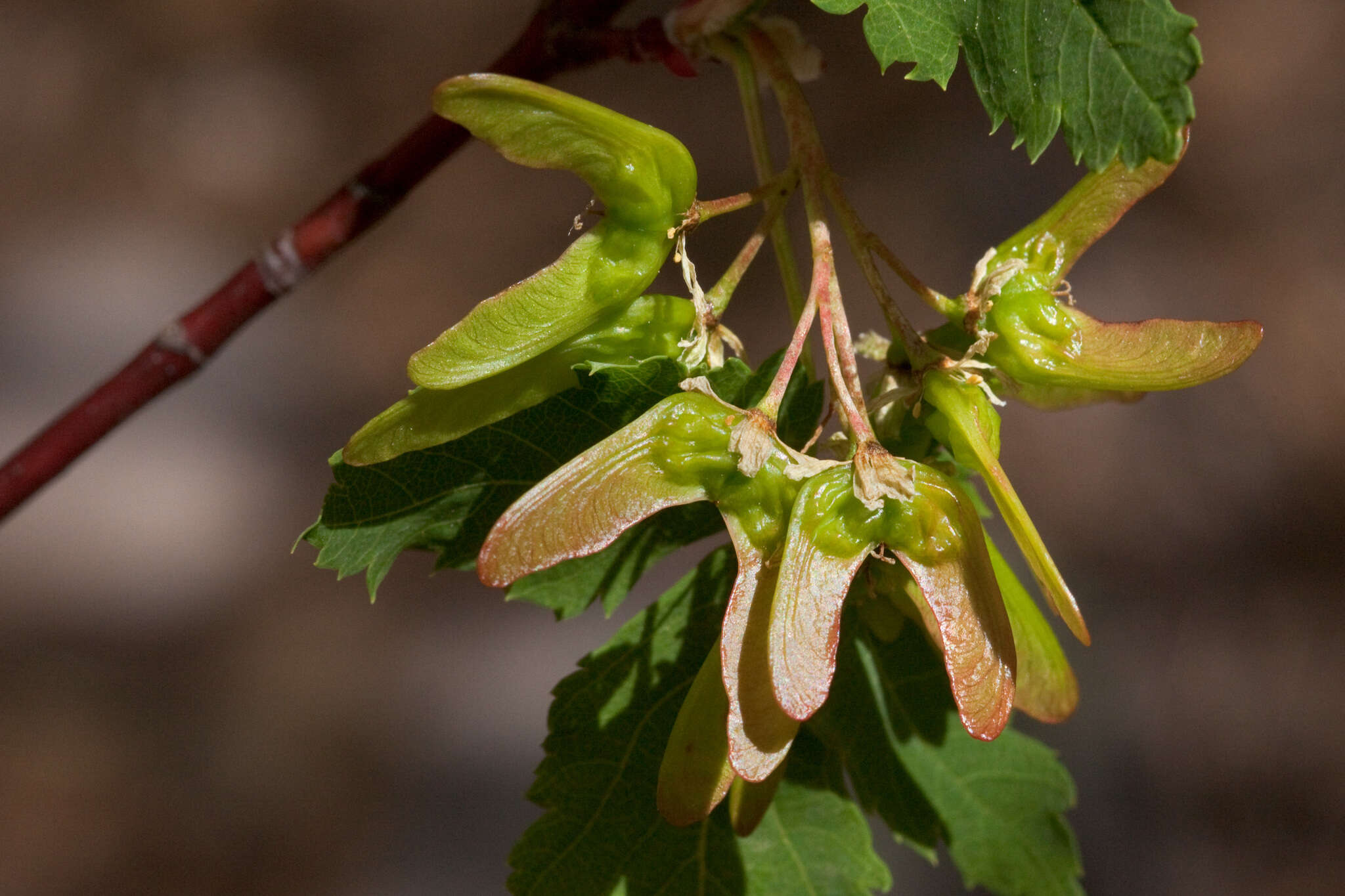 Image of New Mexico maple