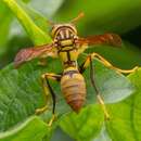 Image of Polistes diabolicus de Saussure 1853