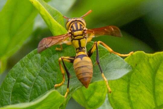 Image de Polistes diabolicus de Saussure 1853