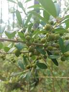 Слика од Ilex myrtifolia Lam.