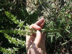 Image of Stachys atherocalyx K. Koch