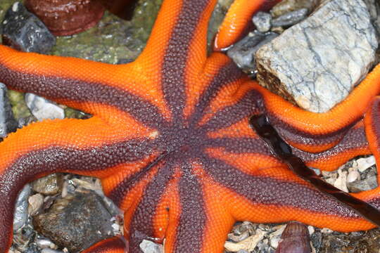 Imagem de Solaster stimpsoni Verrill 1880