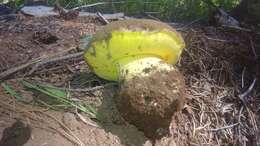 Imagem de Butyriboletus primiregius D. Arora & J. L. Frank 2014