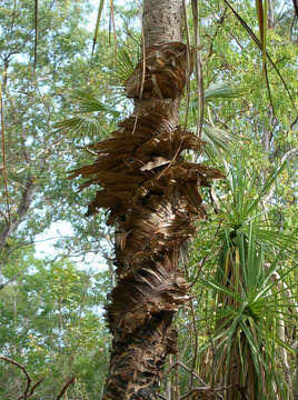 Image of Pandanus spiralis R. Br.