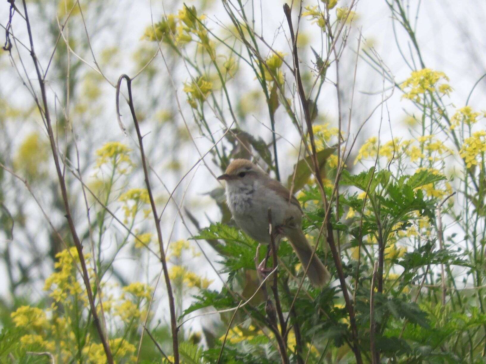 Image of Manchurian Bush Warbler