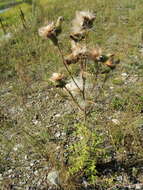 Image of <i>Cirsium <i>vulgare</i></i> subsp. vulgare