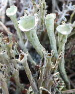 Image of deformed cup lichen
