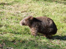 Image of Bare-nosed Wombats