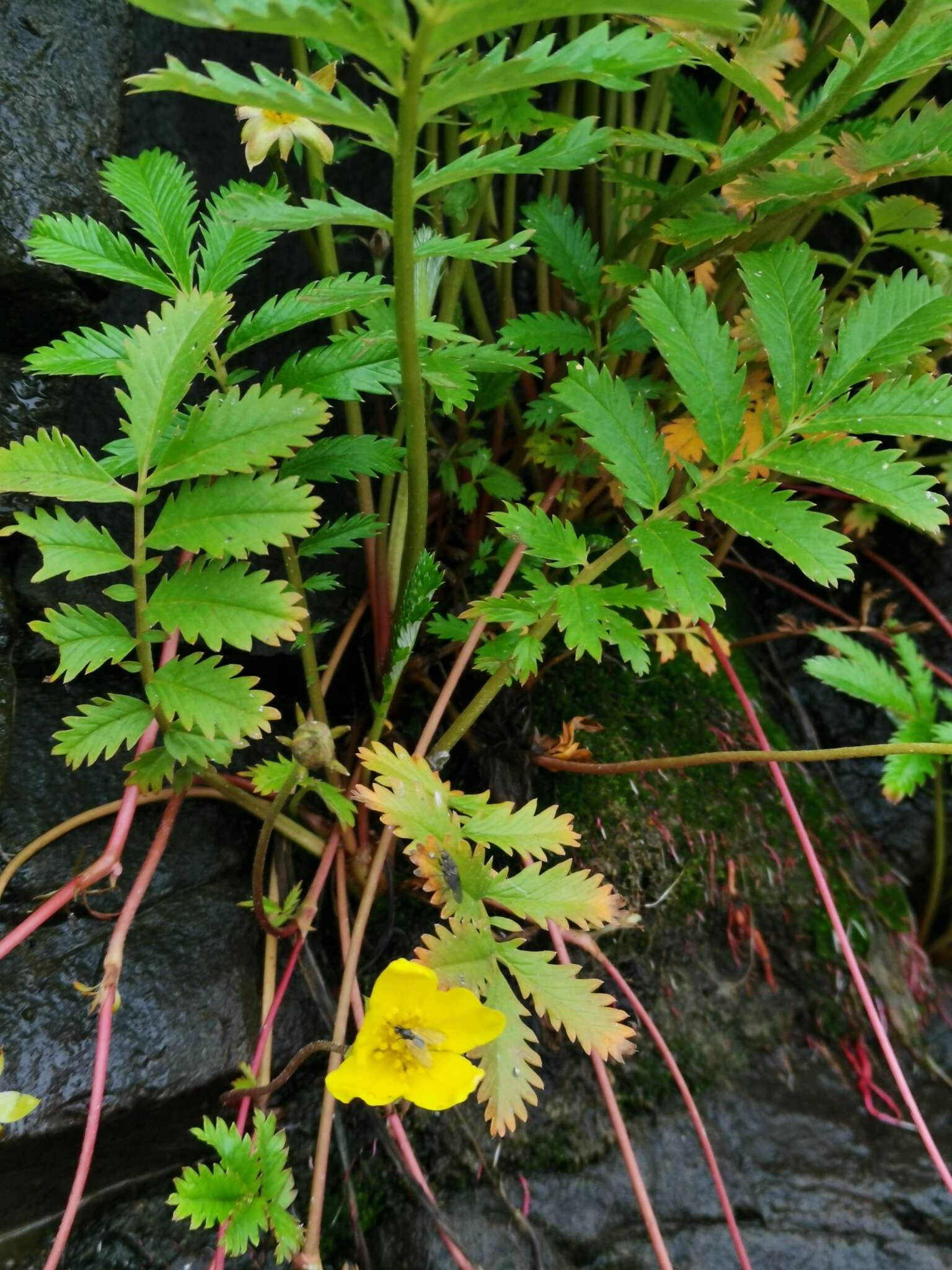 Image of Pacific silverweed