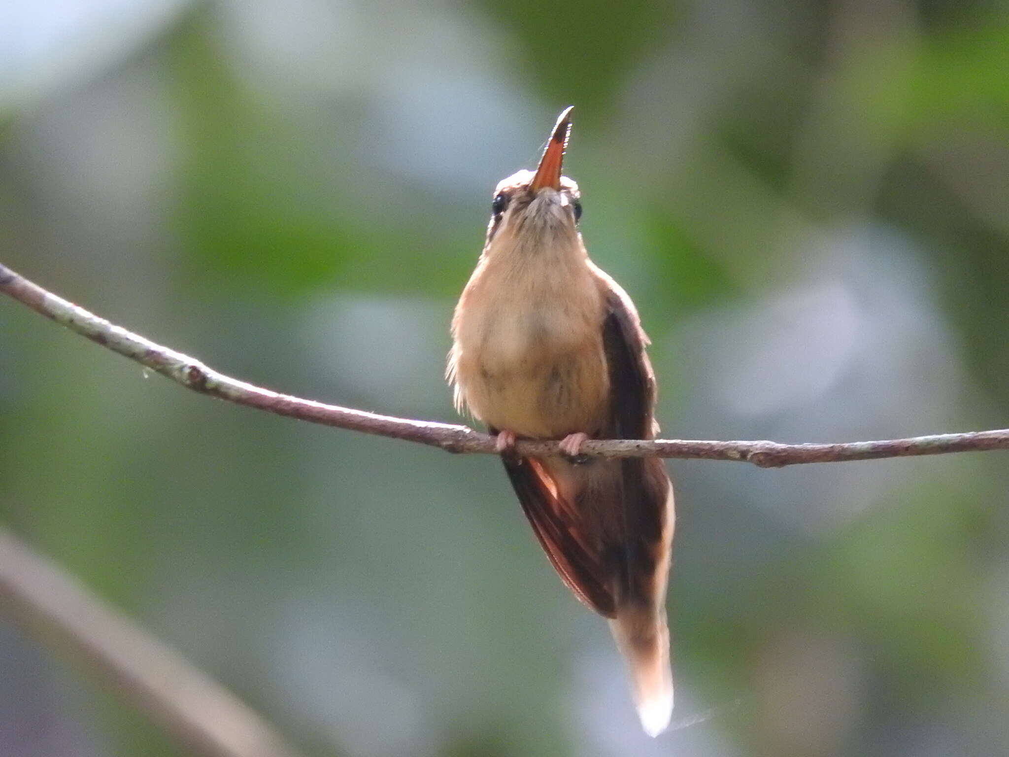 Image of Stripe-throated Hermit