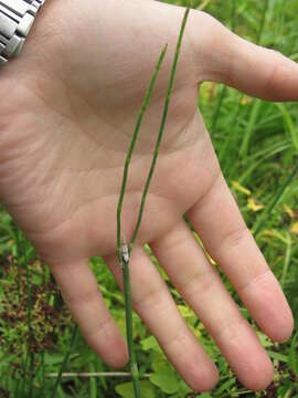 Image of Equisetum moorei Newm.